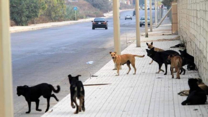 كلاب شاردة تفترس طفلاً نازحاً من دير الزور في دمشق