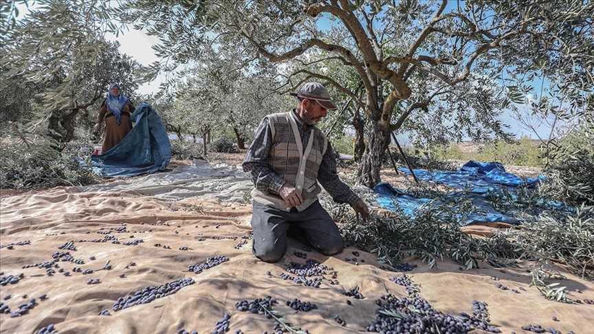 فلاحون يعملون بقطف الزيتون: سقطوا ضحية القصف الصاروخي لميليشيا الأسد على بلدات إدلب وريفها